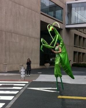 praying mantis on stilts