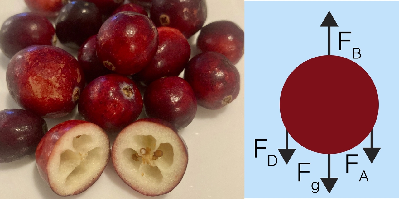 cranberryphysics