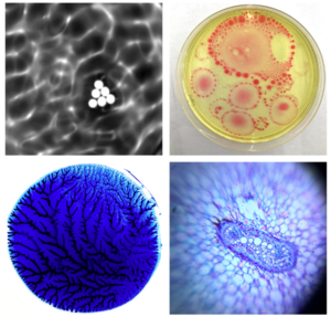 Soft Matter Physics