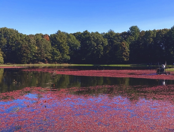 cranberry bog